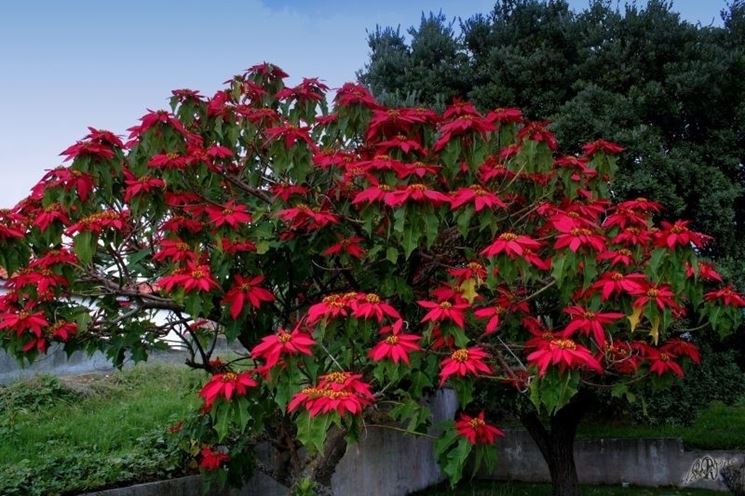 piante da giardino