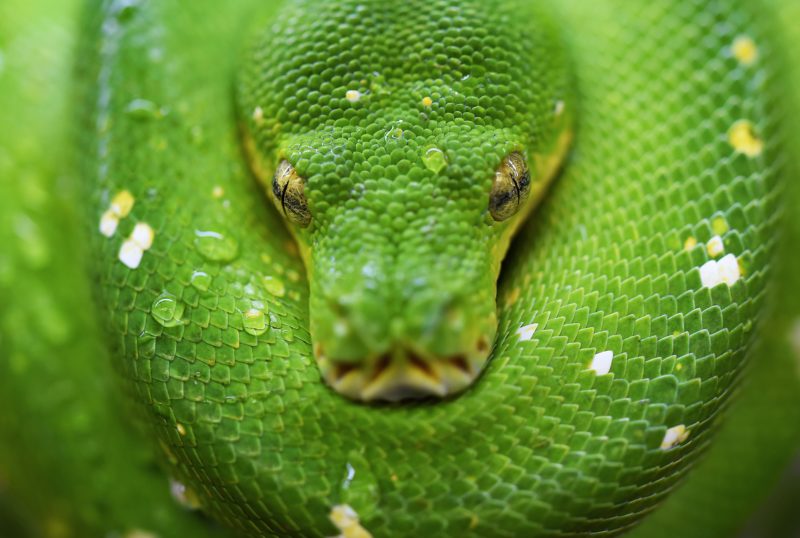 crema al siero di vipera verde