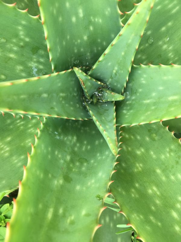 aloe ferox pianta interno