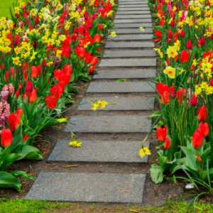 coltivare tulipani in giardino