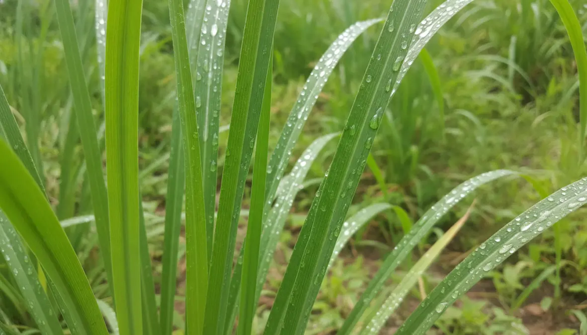Pianta di citronella Cymbopogon con foglie verdi fresche, repellente naturale contro le zanzare